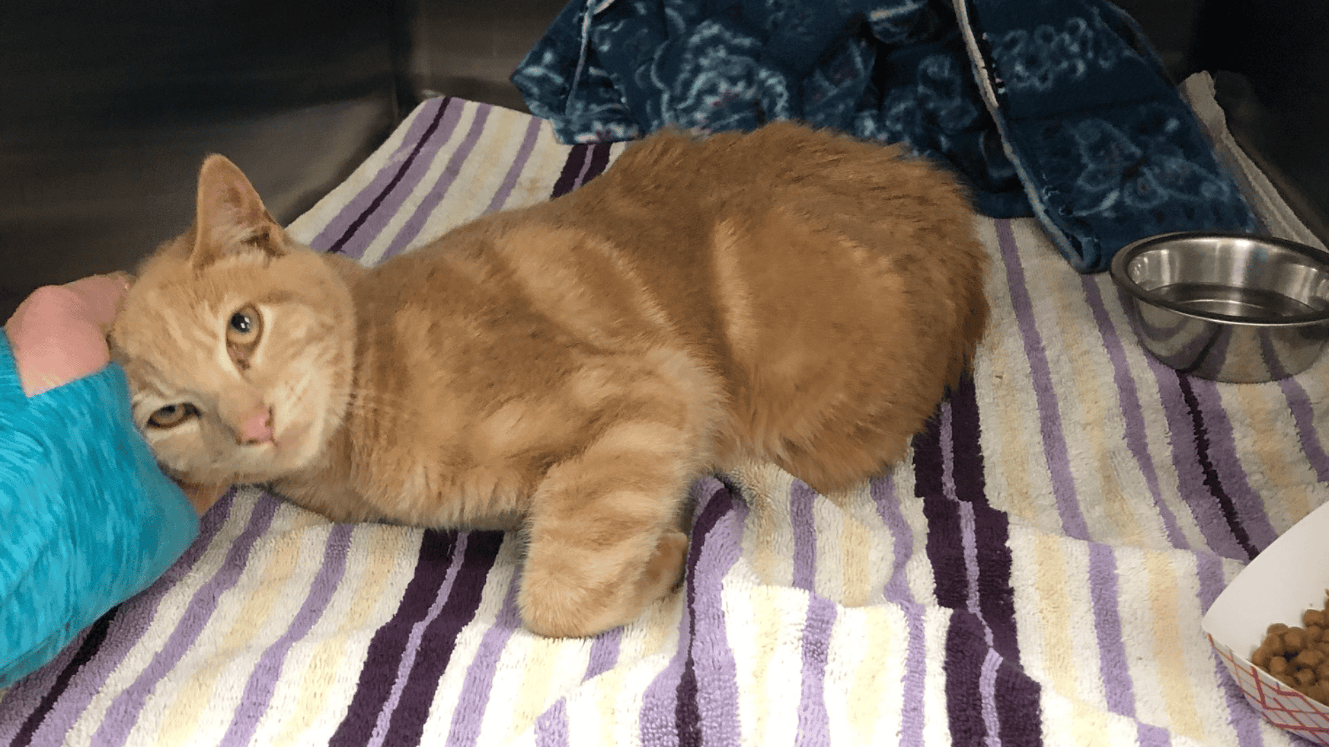 Paralyzed kitten rescued.