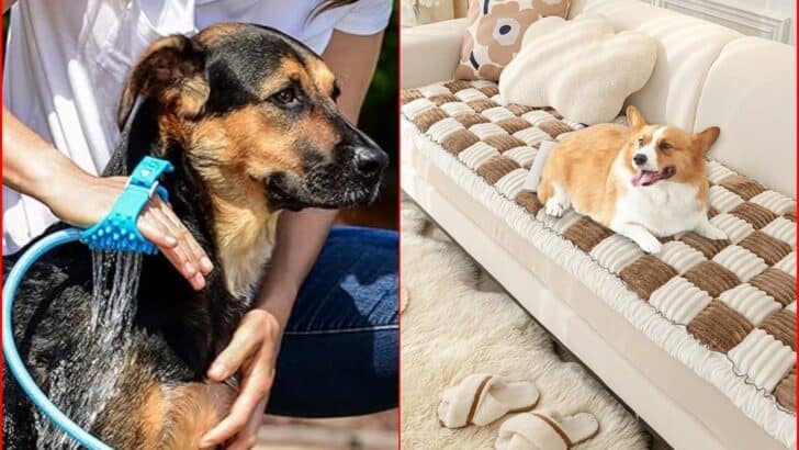 20 Trendy and Super Useful Pet Products of 2024