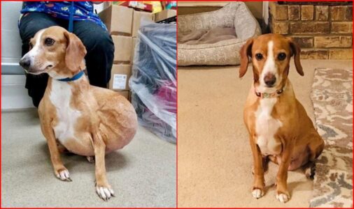 Surrendered For Euthanasia, Dog with Massive Tumor Gets a Second Chance at Life