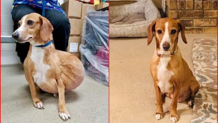 Surrendered For Euthanasia, Dog with Massive Tumor Gets a Second Chance at Life