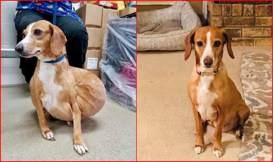 Dog with massive tumor