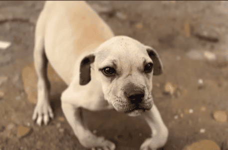 Malnourished Puppy&rsquo;s Bent Legs Held Him Back Until Love Stepped In