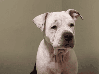 Lonely Senior Dog Shut Down in Shelter Finds a Reason to Run Again