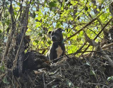 Incredible Rescue of Tennessee Dog Trapped in 20-Ft-High Treetop After Hurricane Helena Flooding