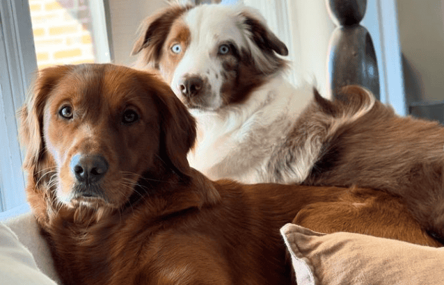 Golden Retriever&rsquo;s Sweet Wake-Up Call for Deaf Brother Wins Hearts