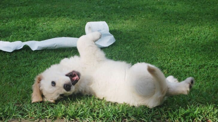How to Get Your Dog to Stop Peeing Around the House