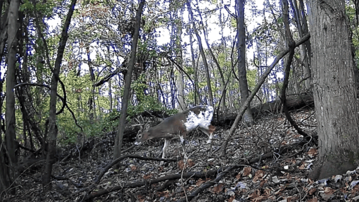 Trail Cam Footage Captures Rare Oddity Wandering Around Woods in Pennsylvania