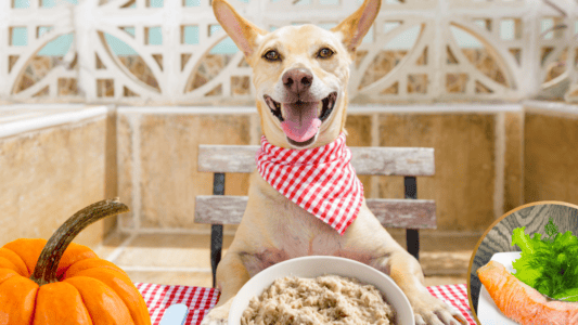 12 Foods in Your Pantry That Could Help Your Dog Live Longer