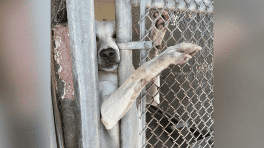 Shelter Dog Desperately Reaches Out for Paw For Love After Being Ignored for Over 200 Days
