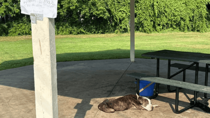 Heartbroken Abandoned Senior Dog Found Tied to Picnic Table with a Heart-Wrenching Note