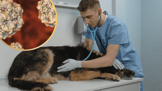 What You Need to Know About Parvo in Dogs: Symptoms, Causes and Treatments