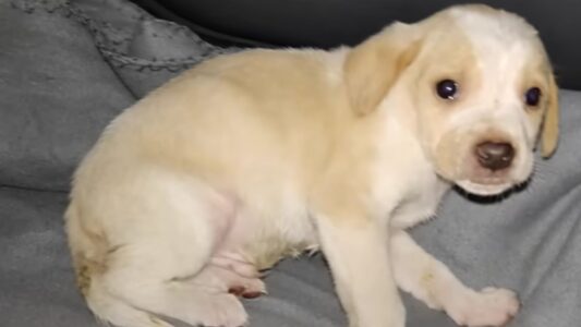 Thrown Out With The Garbage And Frozen With Fear This Puppies Cries Out For Help