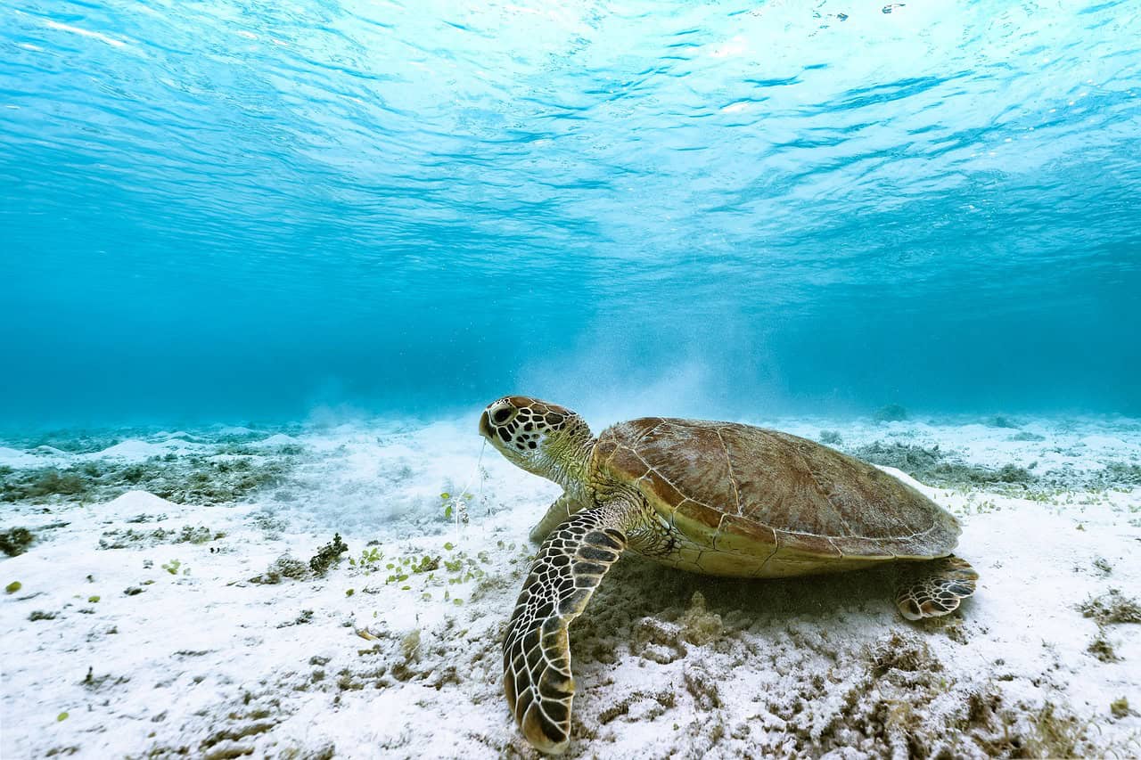 Hawksbill Turtle