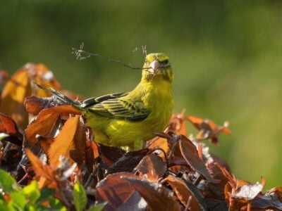 Wasps Could Actually Be The Answer To Saving The Last 120 Breeding Bunting Birds