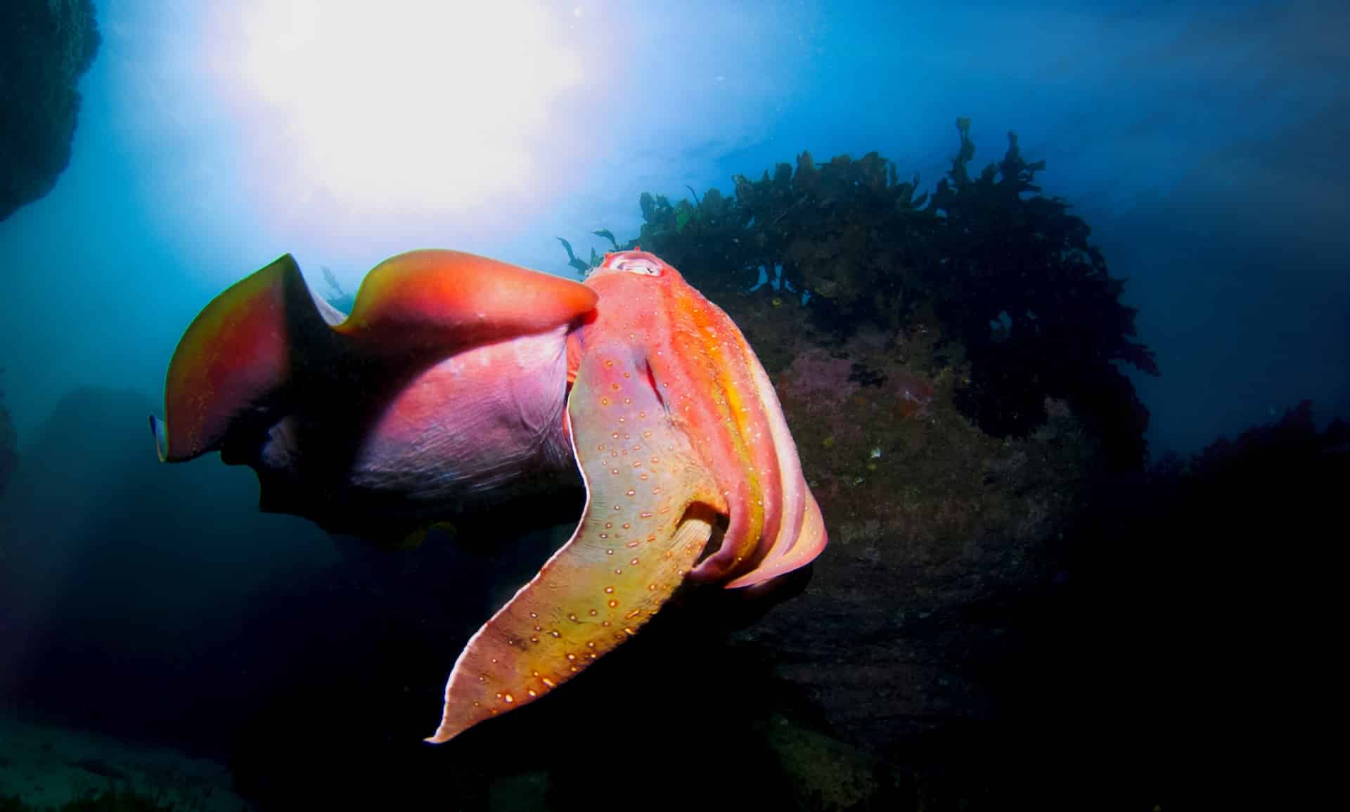 Cuttlefish