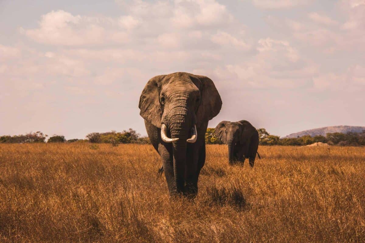 Elephant