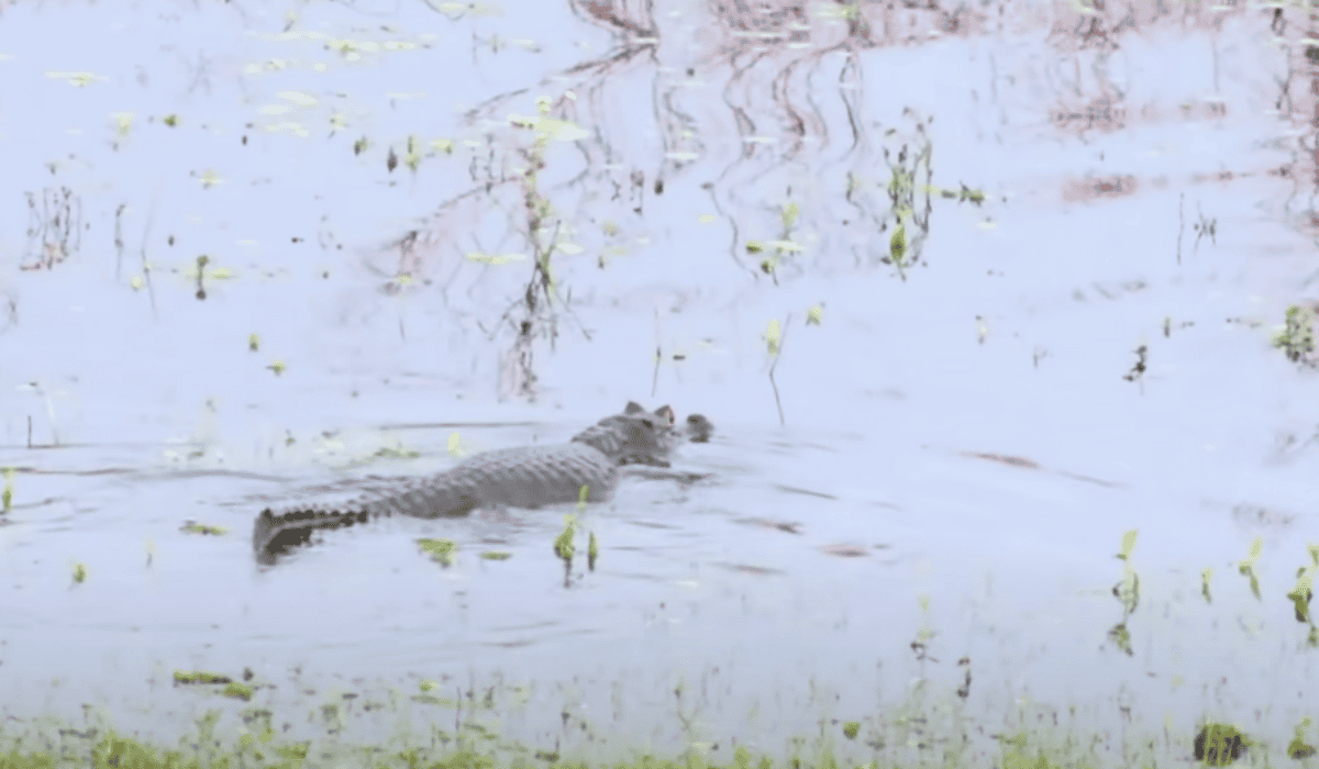 Anaconda