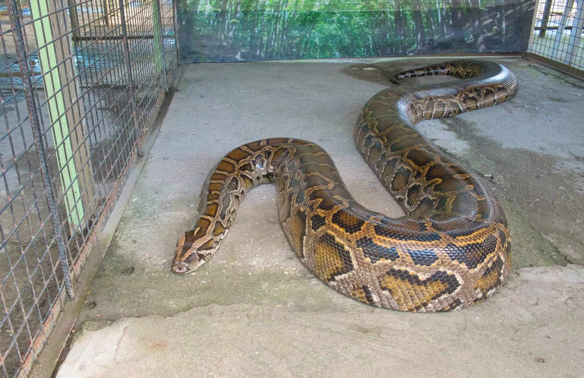 The Largest Python Ever Caught in Florida