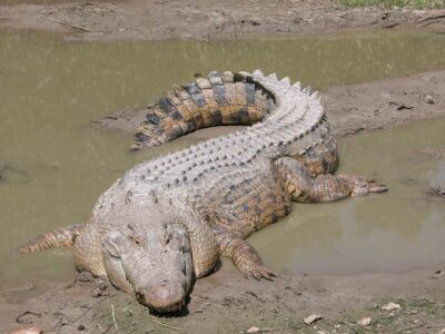 14 Deadliest Animals That Live in Your Own Backyard