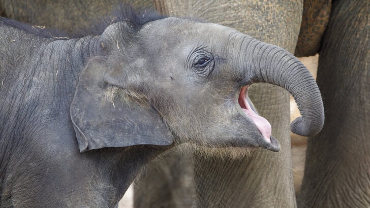 Scientists Finally Discover What Caused the Mass-Death of 350 Elephants in 2020