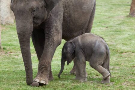 Elephants Change Migration Patterns Due to Human Encroachment