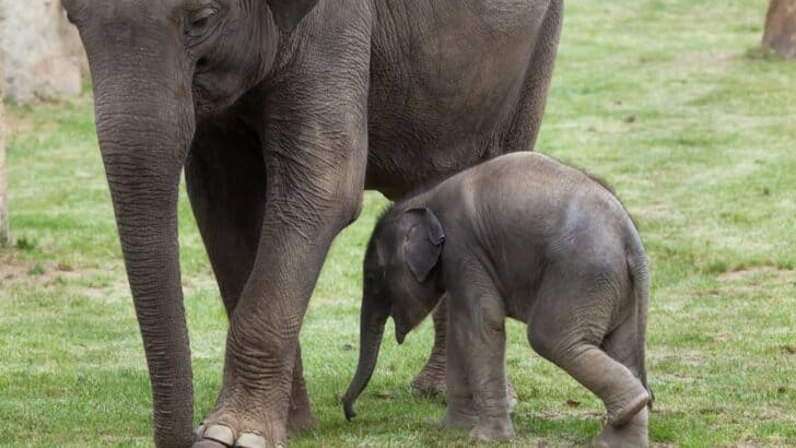Elephants Change Migration Patterns Due to Human Encroachment