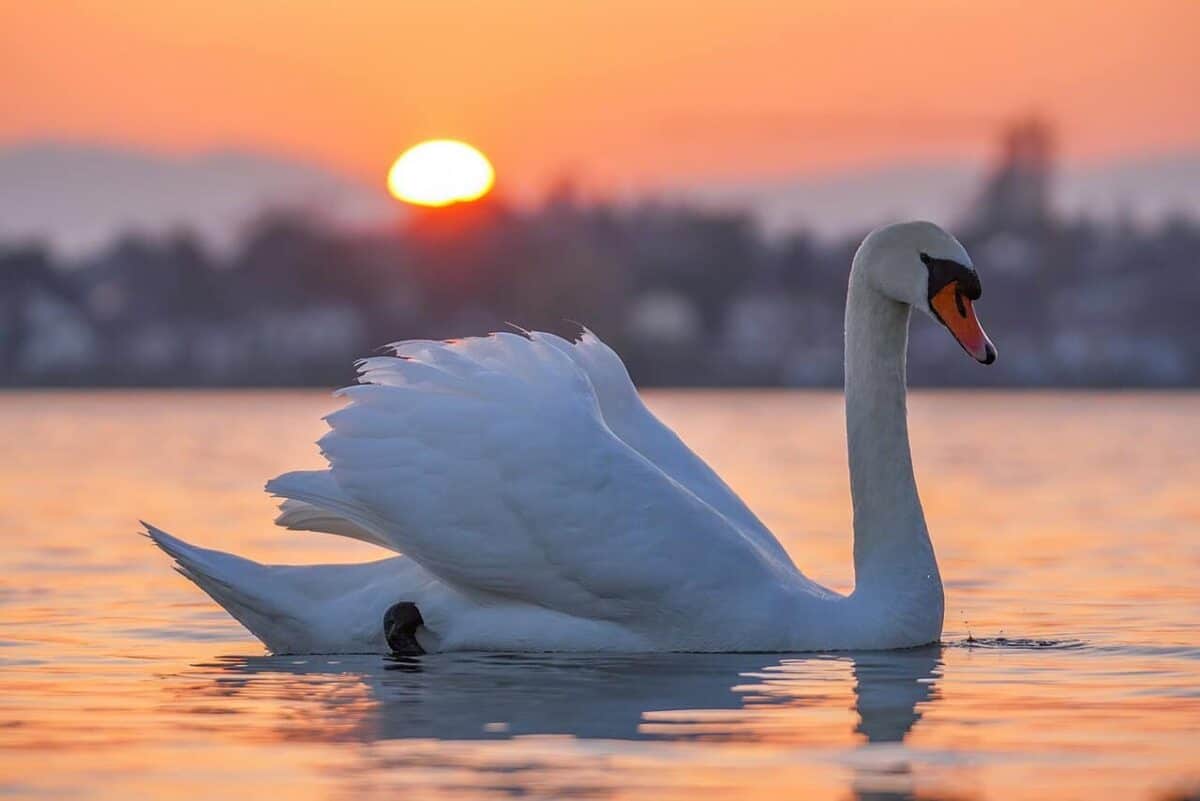 Swan