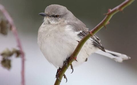 Building Safe Nesting Spaces for Garden Birds
