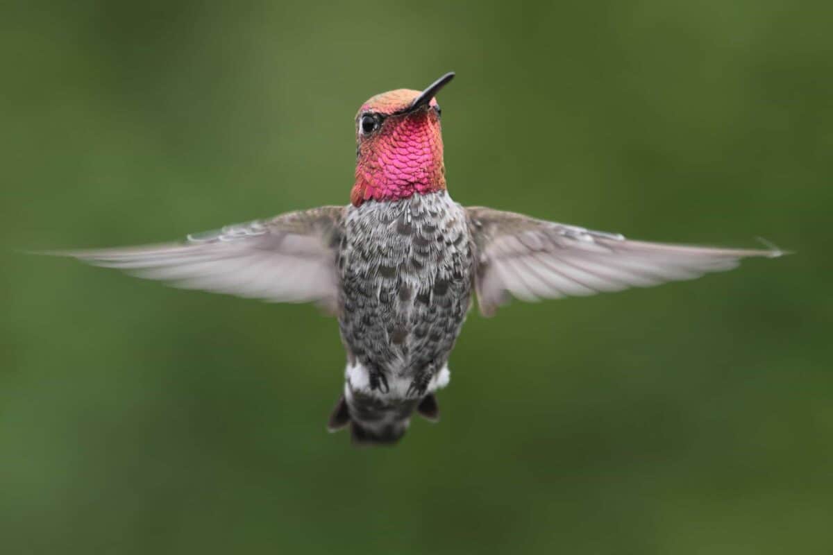 bird