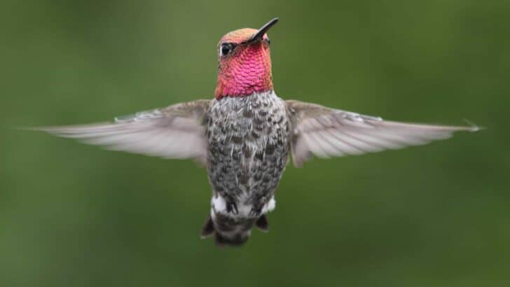 Hummingbirds Are Changing—And It’s Because of Us