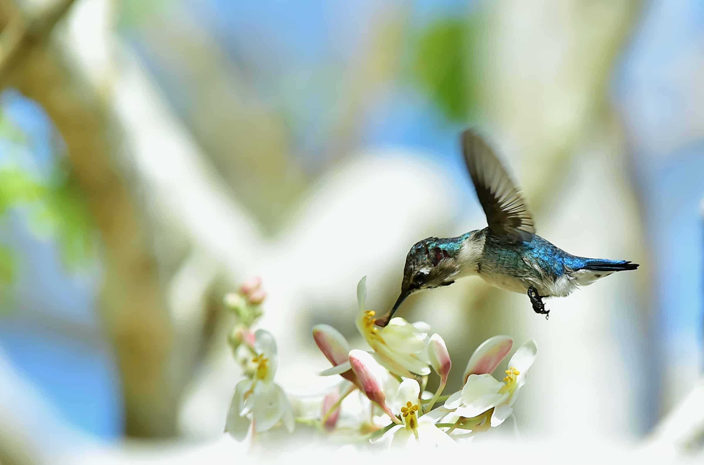 bird