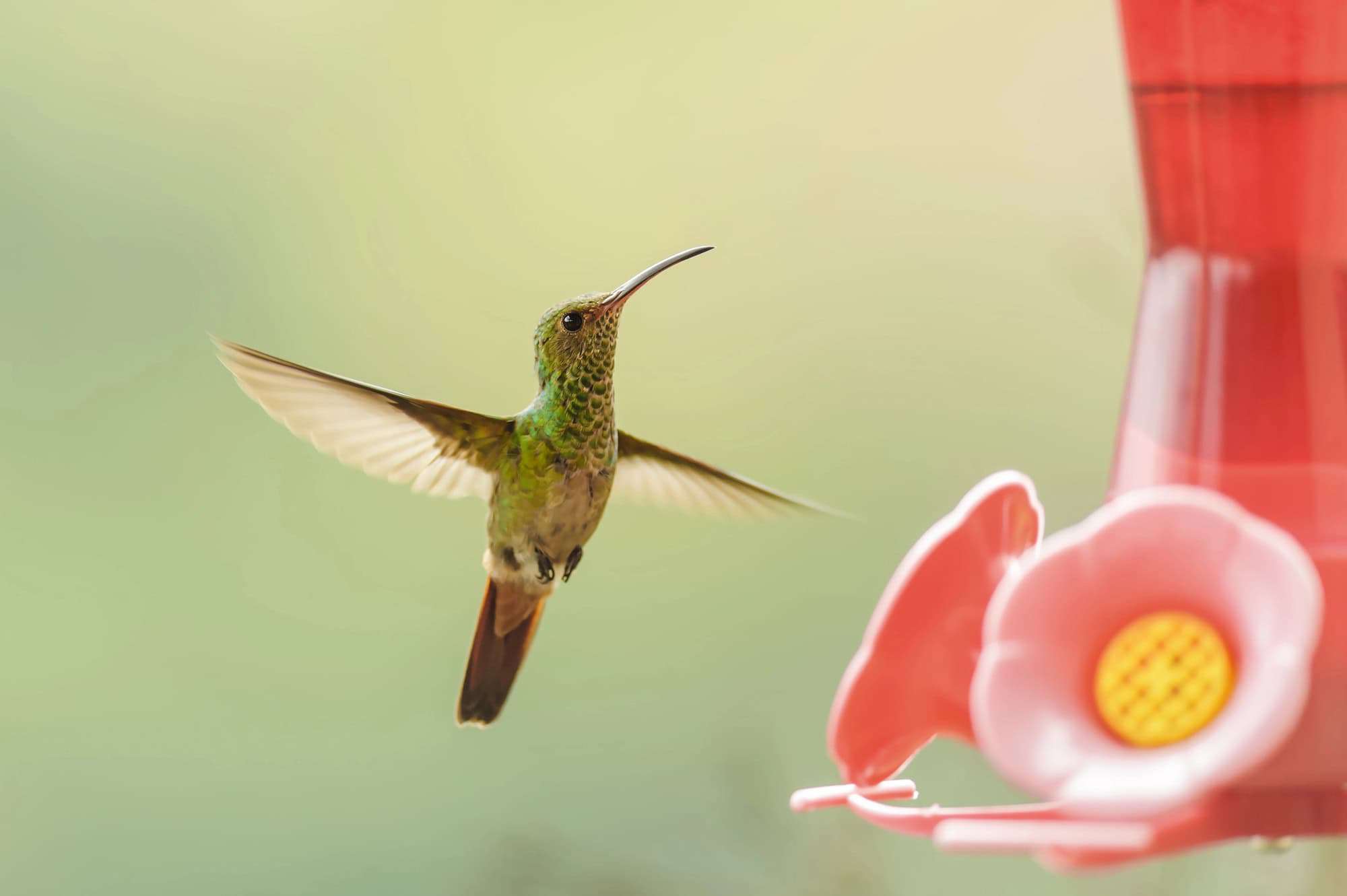 hummingbird