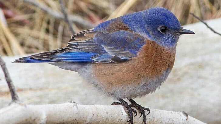 The Ultimate Guide to Building a Bird-Friendly Garden