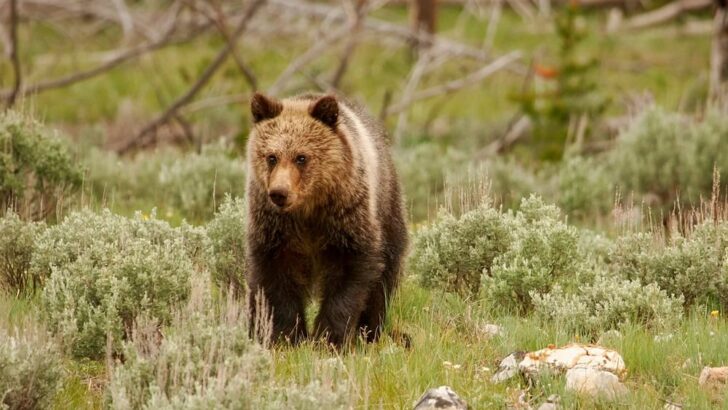 Grizzly Swims to Canadian Island and Sparks a Community Debate