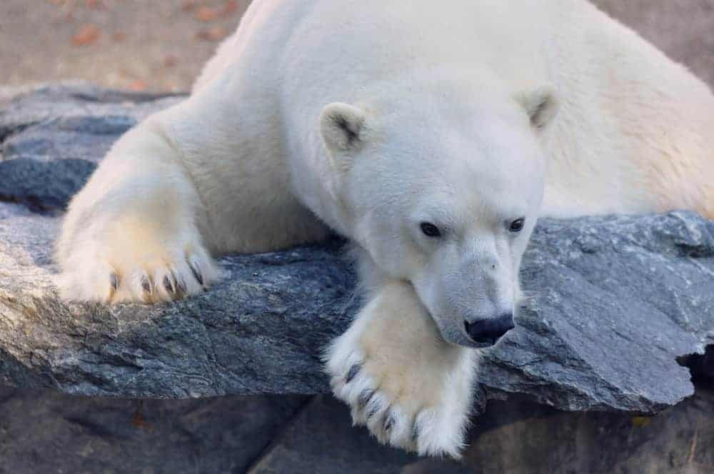 Polar Bear
