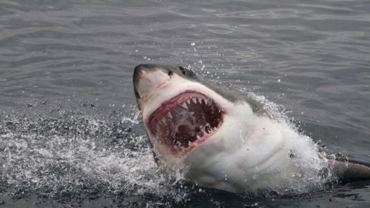 The Truth Behind the Largest Shark Attack Hotspots in America