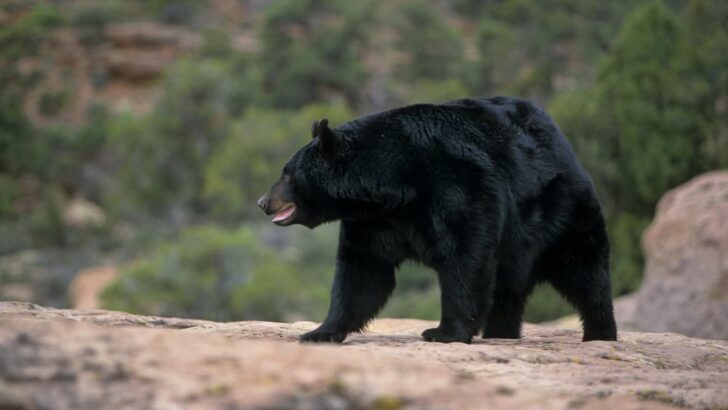 Why Black Bears Are Thriving in New Jersey