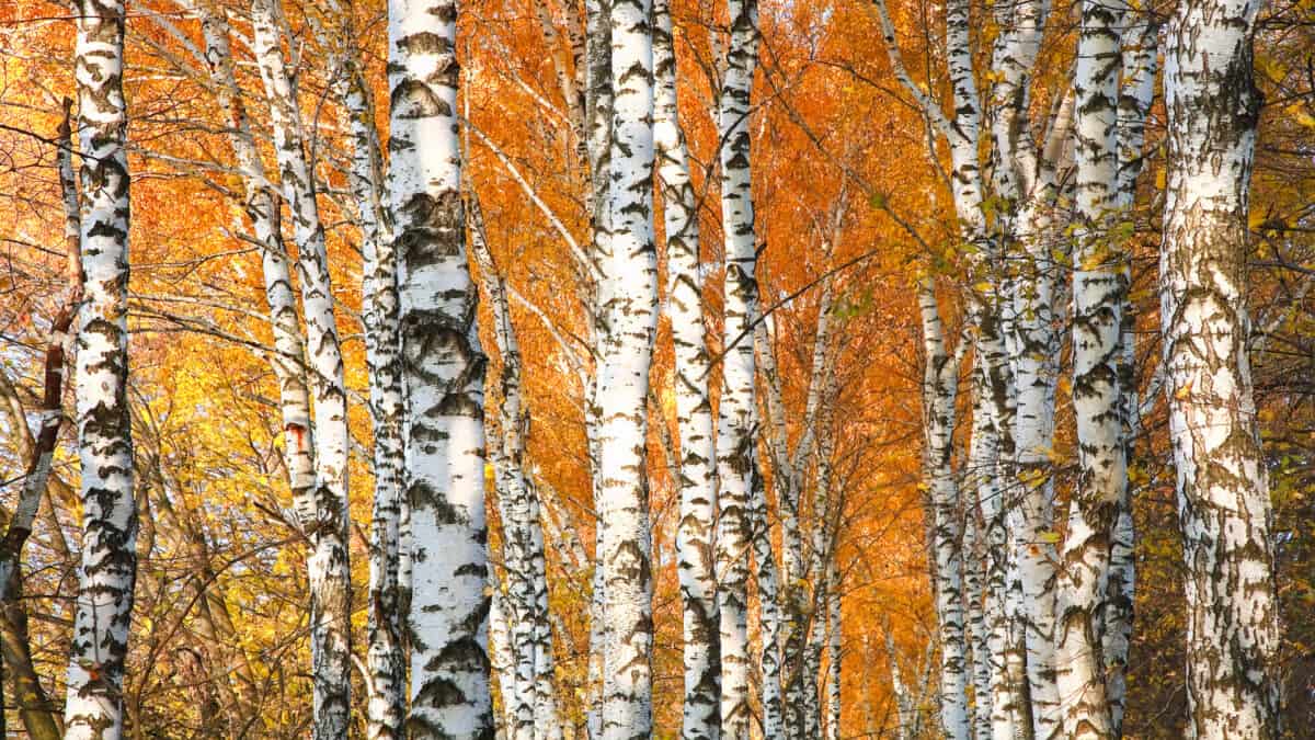 Autumn yellowed birch forest.