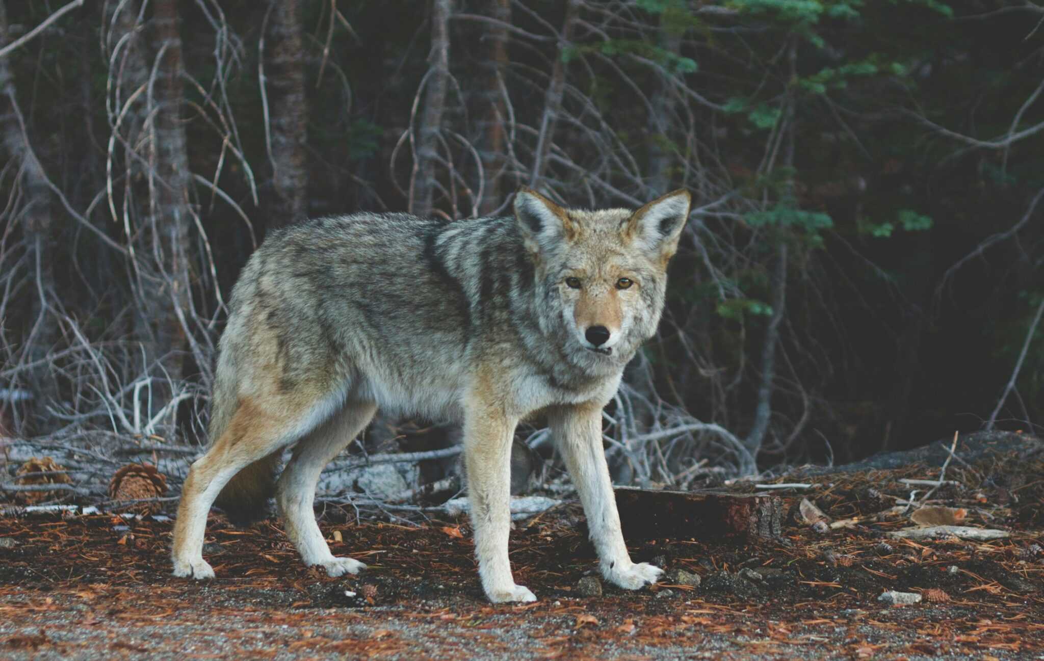 Genetics and Inheritance: How Traits Are Passed Down in the Animal ...