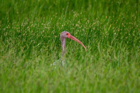 Successful Breeding in Ireland for Endangered Curlew