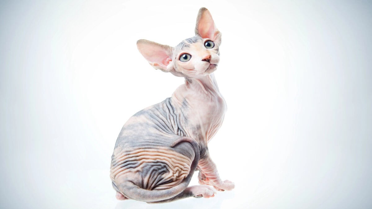 Hairless cat.