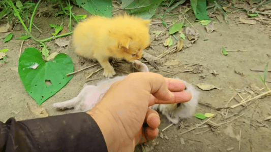 Kitten Refuses to Leave Sibling Taking Its Last Breaths on the Street Hoping Someone Comes to Help