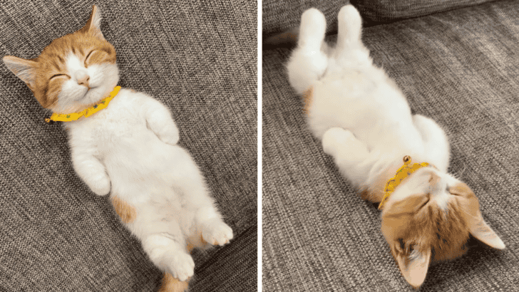 Adorable Tiny Kitten Sleeps Like a Human Goes Viral For His Overwhelming Cuteness