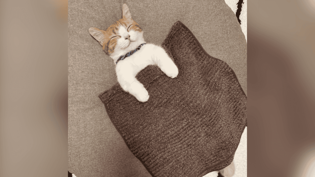 Kitten sleeping under a blanket like a human.