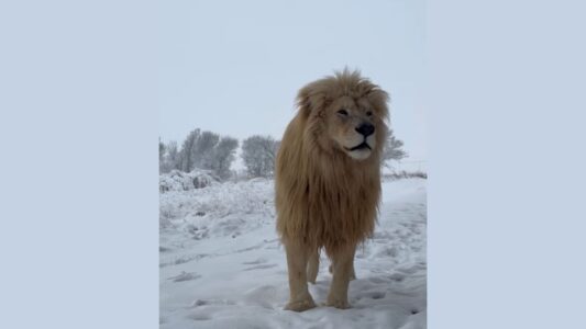 South Africa’s Lions Wander Through Snow After Rare Storm Leaves Sanctuary Blanketed