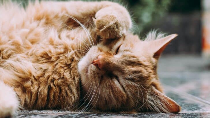 The Right Way to Give Witch Hazel To Your Cat