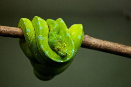 8 Animals that Snakes Fear More Than Humans