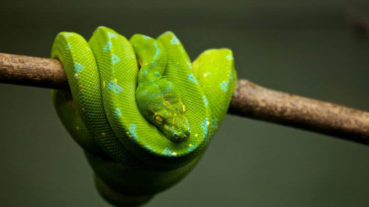 8 Animals that Snakes Fear More Than Humans