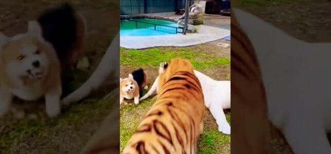 Brave Corgi Pup Interferers Intense Fight Between Massive Lion and Tiger
