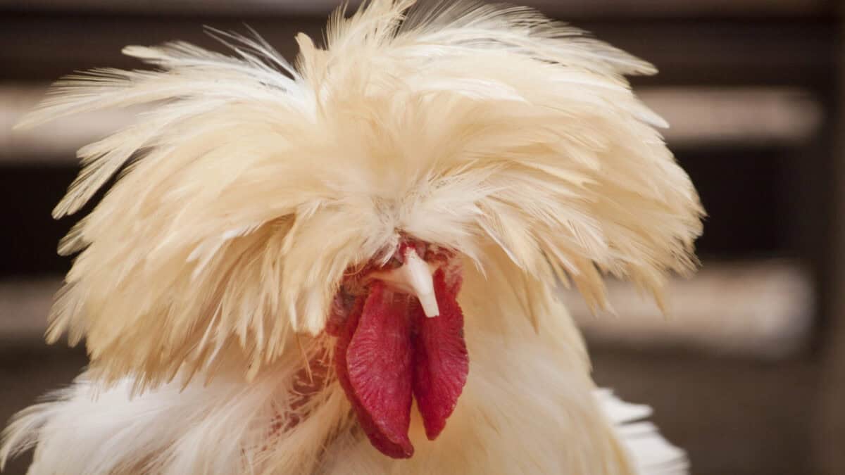 Polish chicken.